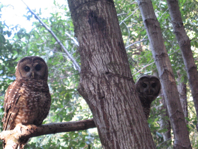 Strix occidentalis caurina Strix occidentalis caurina