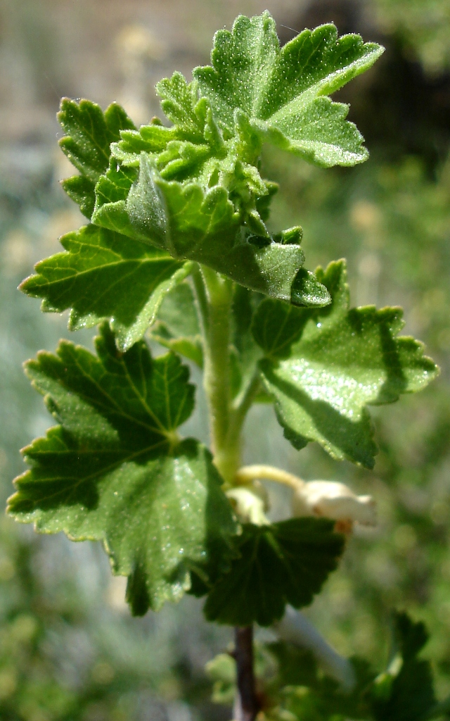 Ribes velutinum Ribes velutinum