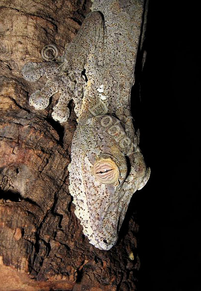 Uroplatus fimbriatus Uroplatus fimbriatus