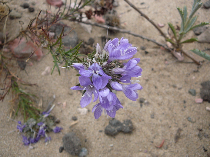 Eriastrum densifolium ssp. densifolium