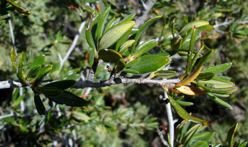 Cercocarpus ledifolius Cercocarpus ledifolius