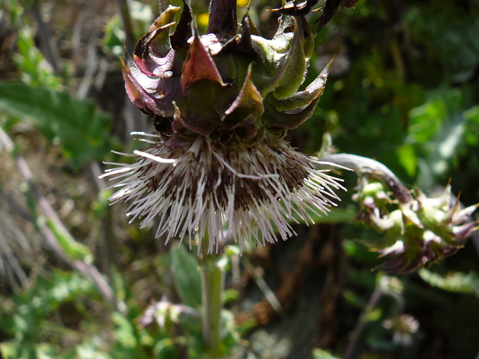 Cirsium fontinale var. obispoense