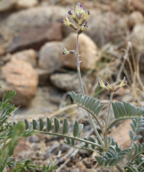 Astragalus layneae