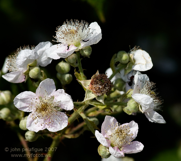 Rubus armeniacus