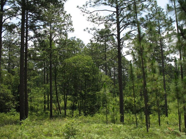 Longleaf pine forest
