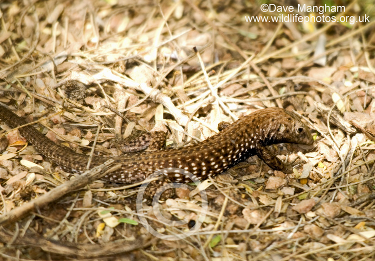 Aspidoscelis tigris