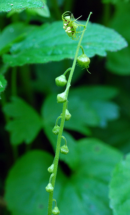 Mitellastra caulescens Mitellastra caulescens