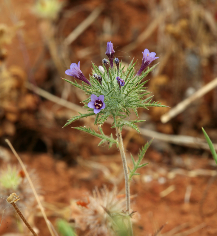 Navarretia pubescens