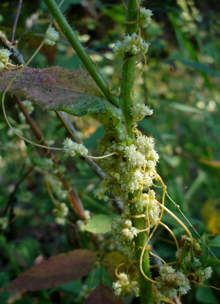 Cuscuta campestris Cuscuta campestris
