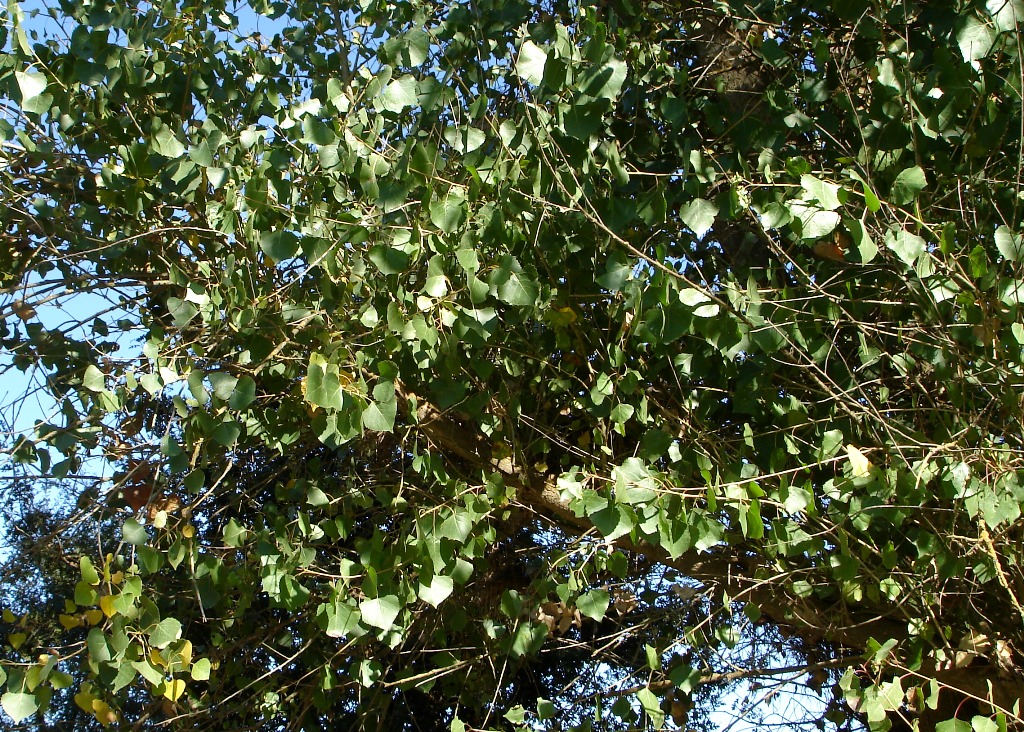 Populus fremontii