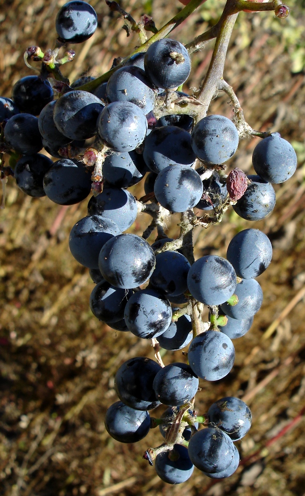 Vitis californica Vitis californica