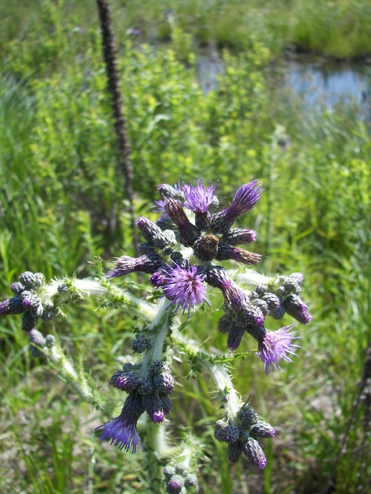 Cirsium palustre Cirsium palustre