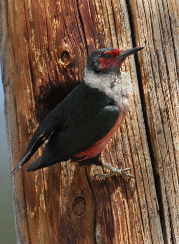 Melanerpes lewis