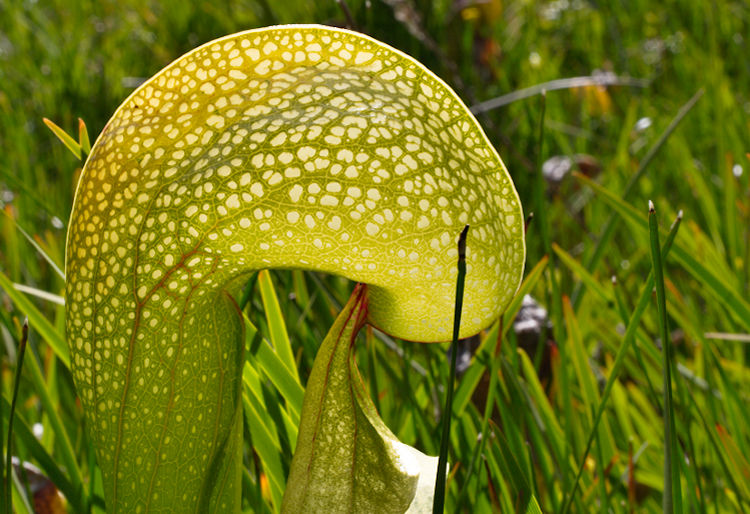 Darlingtonia californica Darlingtonia californica