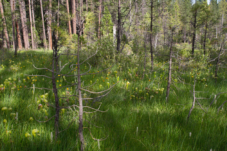 Darlingtonia californica