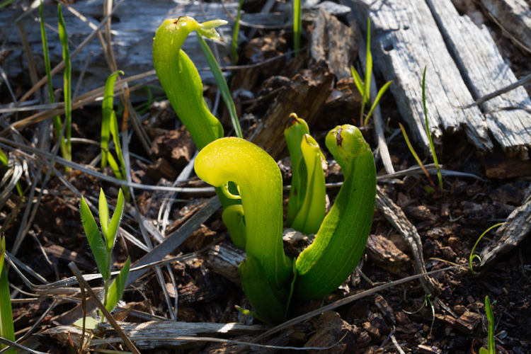 Darlingtonia californica