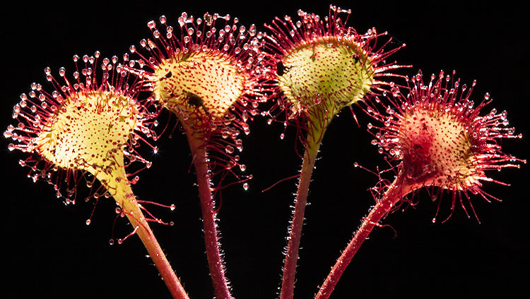 Drosera rotundifolia