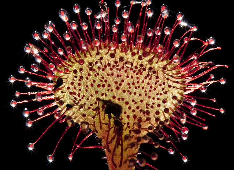 Drosera rotundifolia