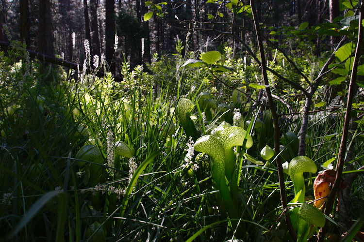 Darlingtonia californica