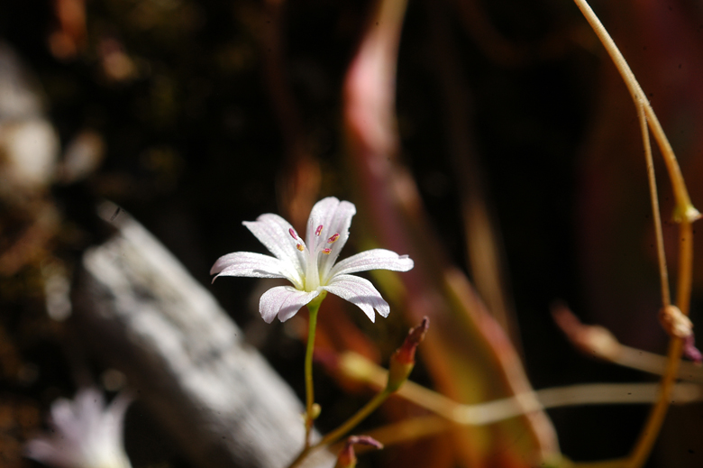 Lewisia congdonii