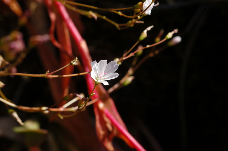 Lewisia congdonii