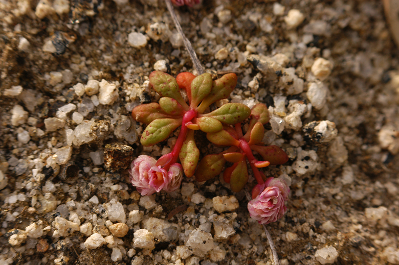 Calyptridium pulchellum