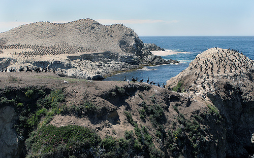 Bird Island, Point Lobos State Reserve Bird Island, Point Lobos State Reserve