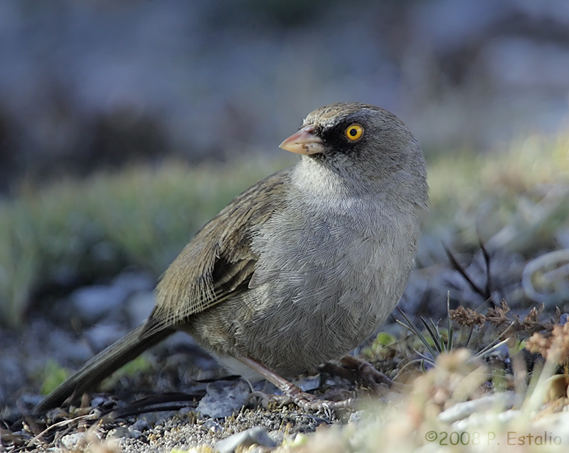 Junco vulcani