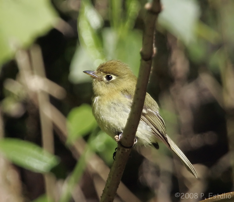 Empidonax flavescens Empidonax flavescens