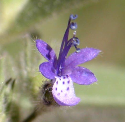 Trichostema austromontanum