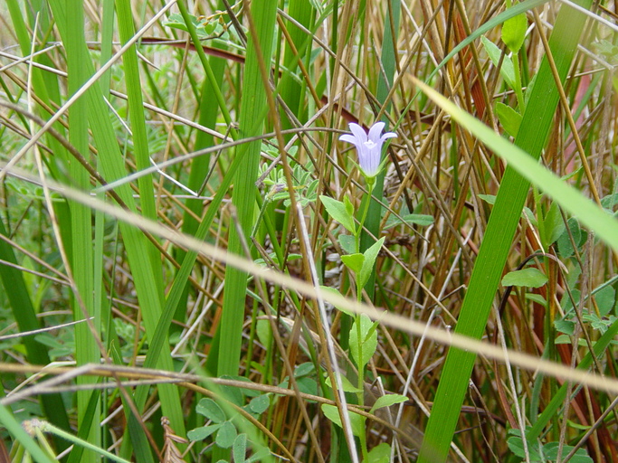 Eastwoodiella californica Eastwoodiella californica