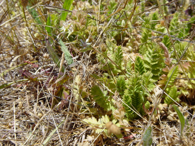 Horkelia marinensis Horkelia marinensis