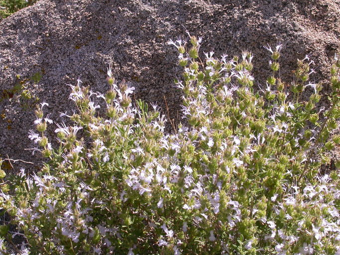 Salvia eremostachya