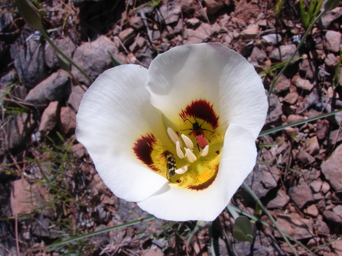 Calochortus syntrophus Calochortus syntrophus