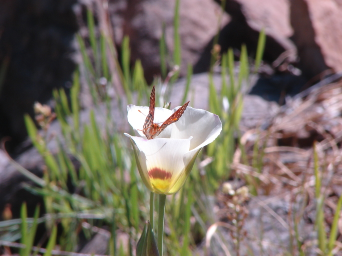 Calochortus syntrophus Calochortus syntrophus