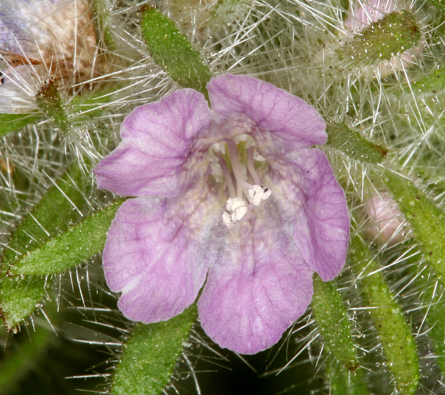 Phacelia cryptantha