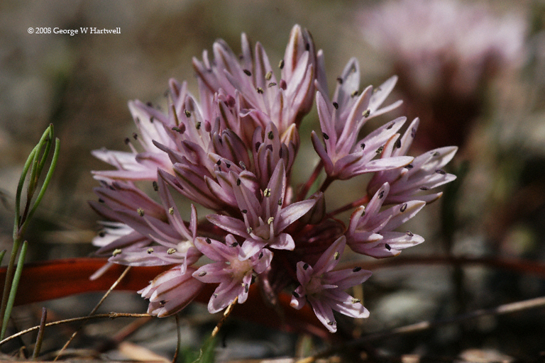 Allium cratericola