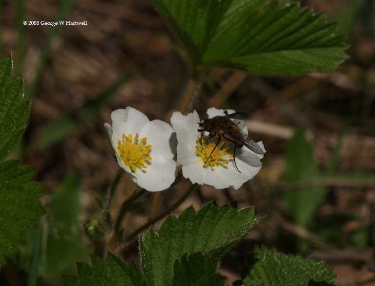 Fragaria vesca Fragaria vesca