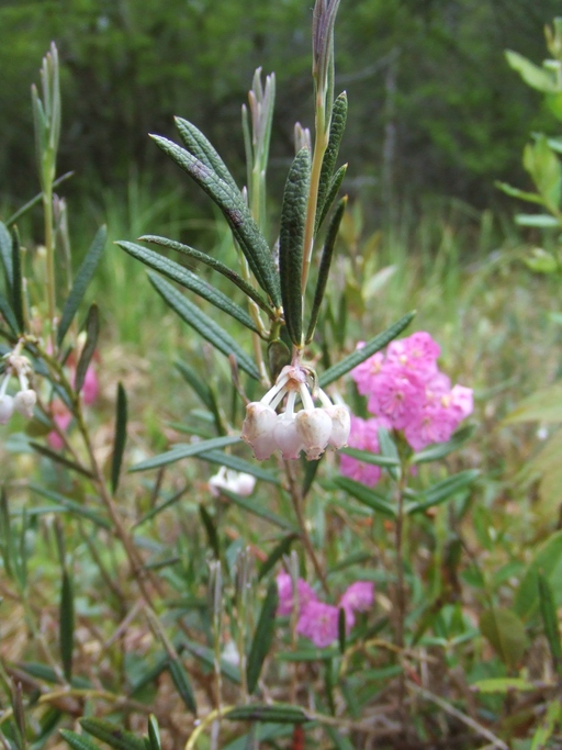Andromeda polifolia var. latifolia Andromeda polifolia var. latifolia