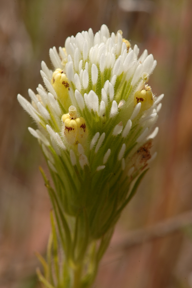 Castilleja lineariloba