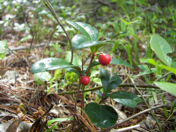 Gaultheria procumbens