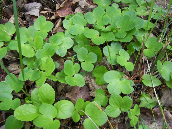 Hepatica americana Hepatica americana