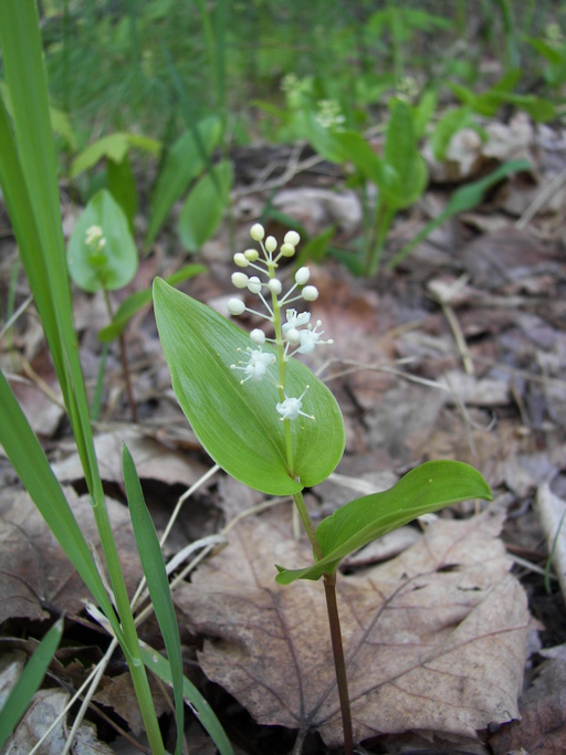 Maianthemum canadense