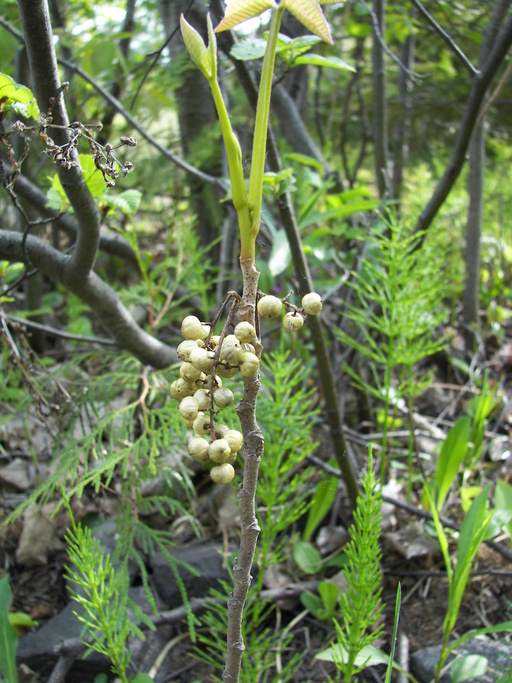 Toxicodendron radicans Toxicodendron radicans