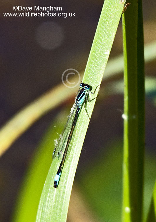 Ischnura elegans