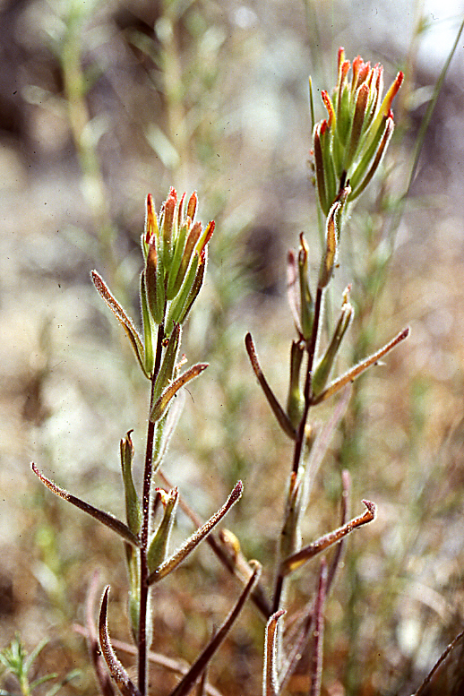 Castilleja minor Castilleja minor