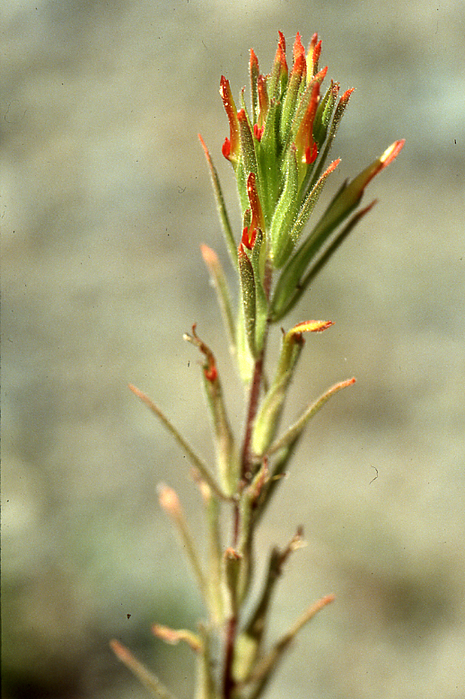 Castilleja minor Castilleja minor
