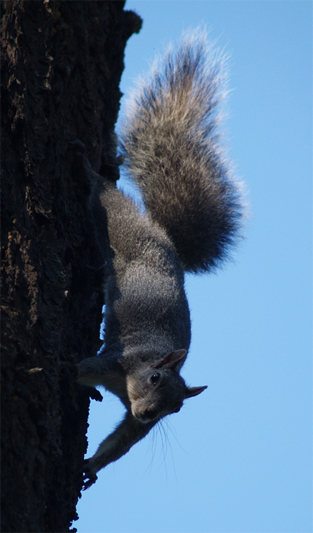 Sciurus griseus