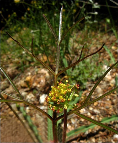 Lomatium marginatum