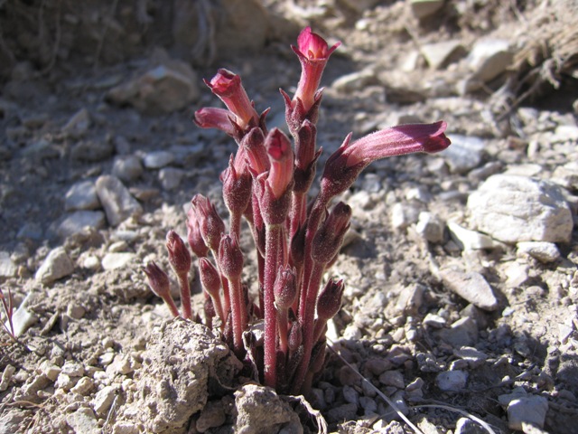 Orobanche fasciculata Orobanche fasciculata